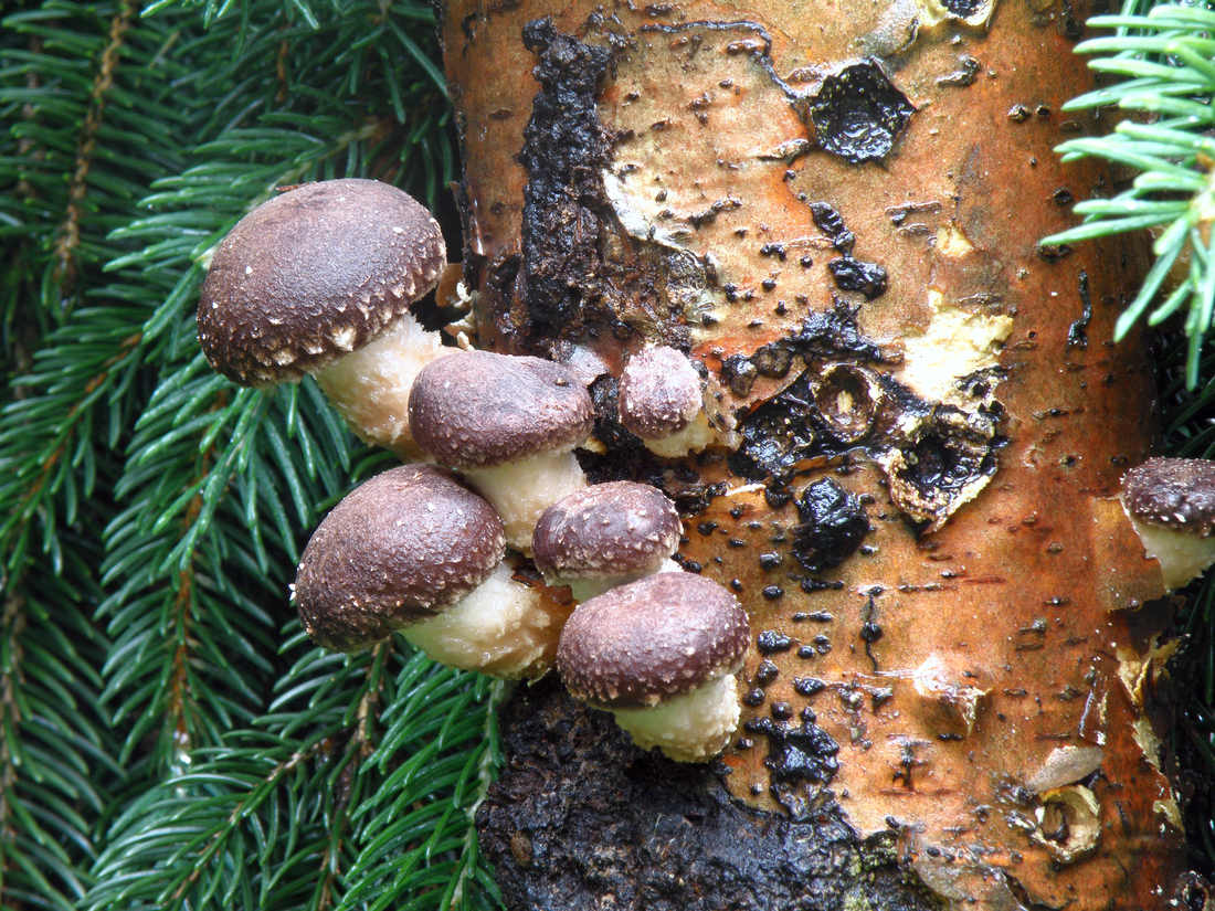 Shiitake na špalku