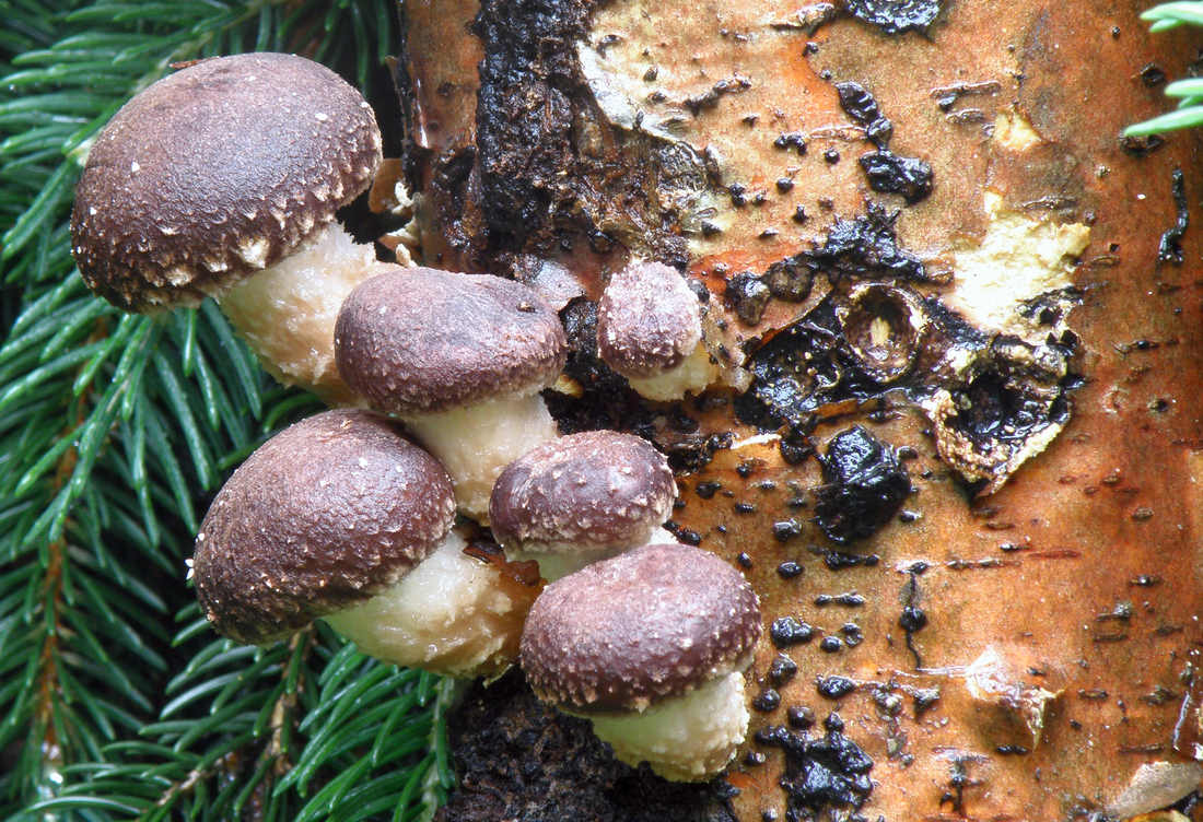 Shiitake je i pěstovaná jedlá dřevní houba; očkují se piliny