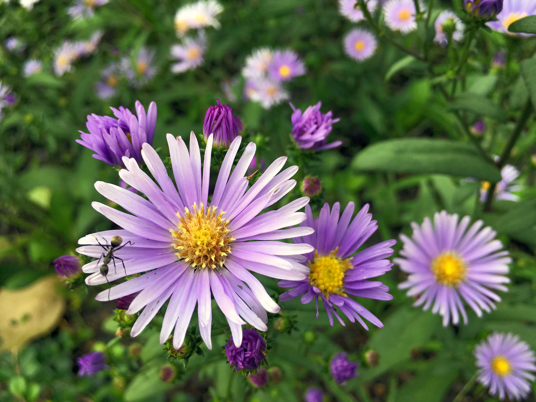 Astra, nověji astřička novobelgická (Symphyotrichum novi-belgii); foto Shutterstock Astřička novobelgická