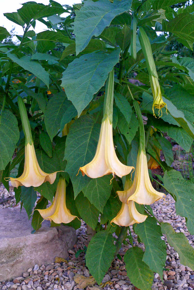 Durman z rodu Brugmansia Durman z rodu Brugmansia
