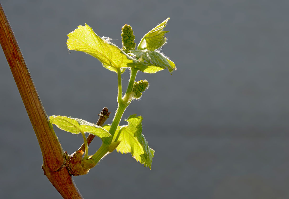 Nový výhon révy; foto Shutterstock Réva vinná na jaře
