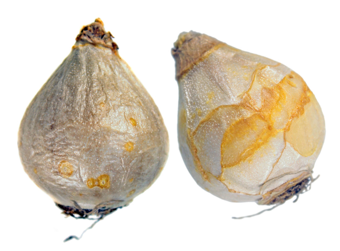 Puschkinia scilloides