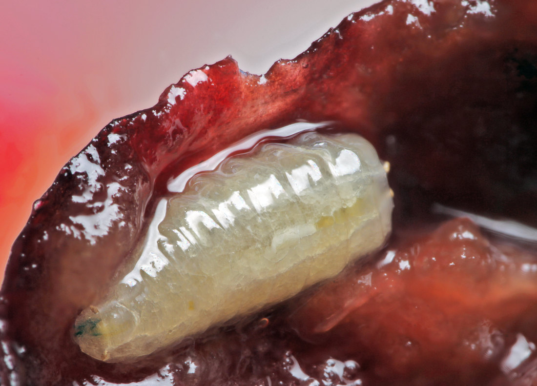 Červivost třešní: larva vrtule třešňové v dužnině plodu; foto Shutterstock Vrtule třešňová (Rhagoletis cerasi), larva v třešni