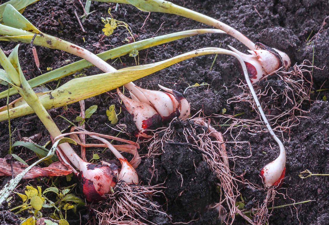 Druhá polovina června je dobou zatahování cibulovin Druhá polovina června je dobou zatahování cibulovin