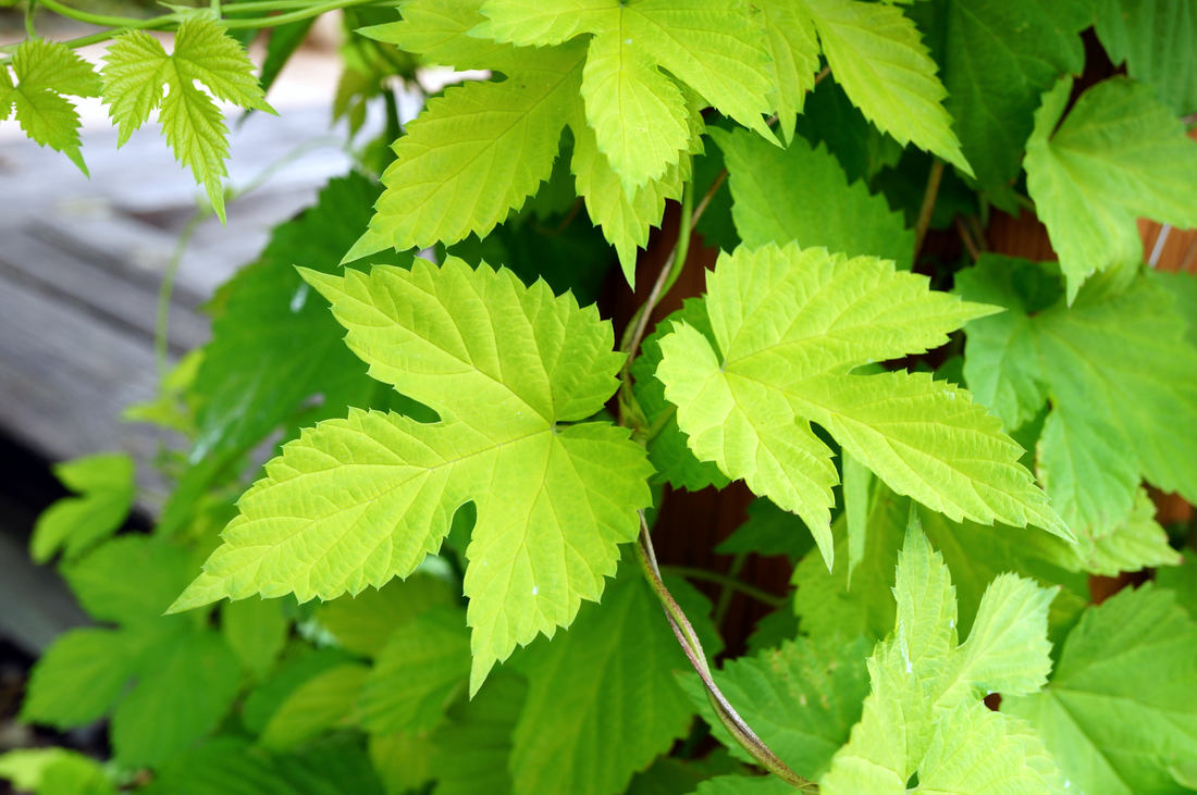Zlatý chmel Aureus; foto Shutterstock Humulus lupulus Aureus