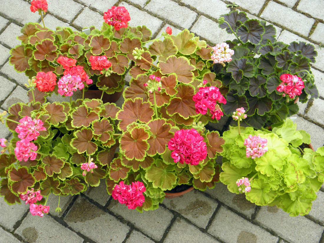 Pelargonie s hnědým, bronzovým a zlatým olistěním Pestrolisté pelargonie: hnědé, bronzové, zlaté