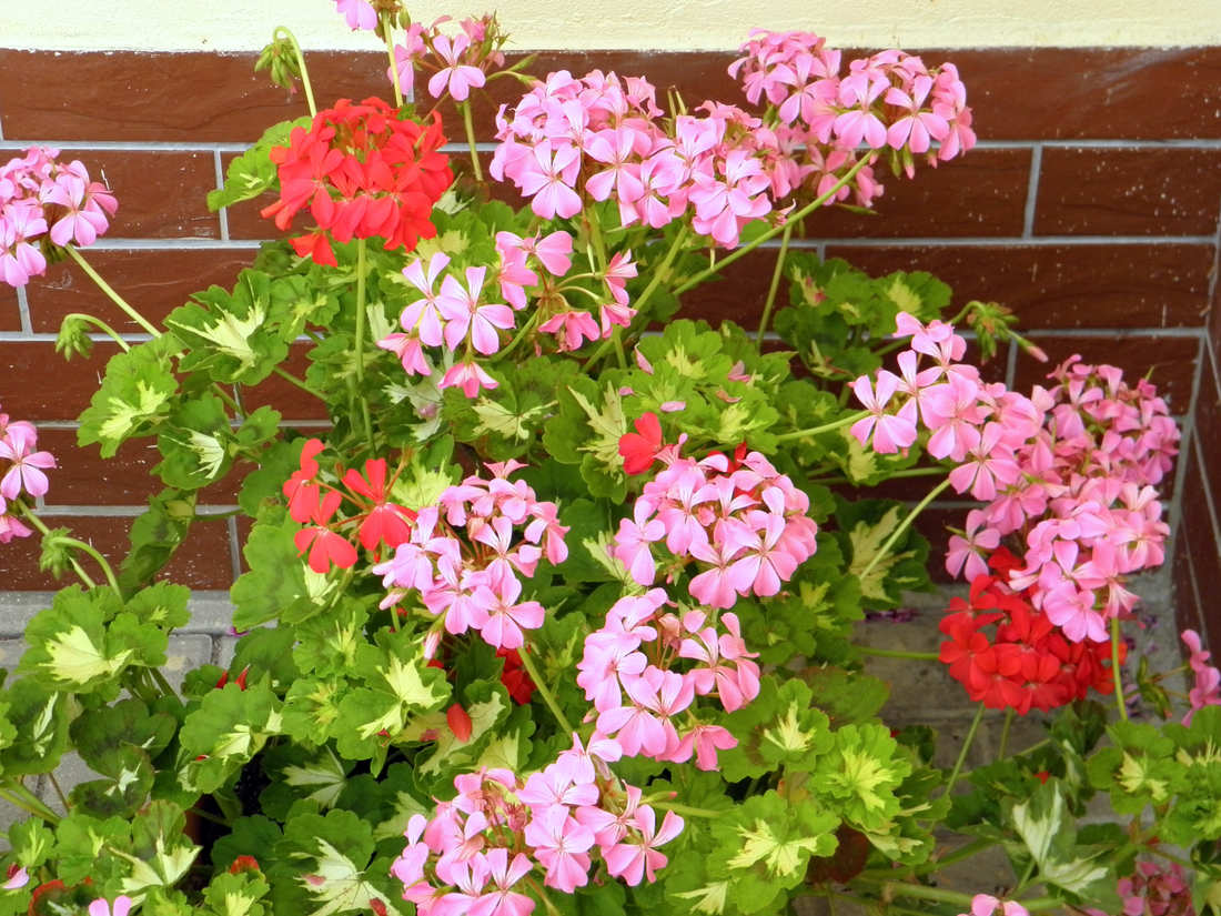 Happy Thought a Pink Happy Thought; vzpřímené pelargonie s motýlí kresbou Happy Thought a Pink Happy Thought s motýlí kresbou