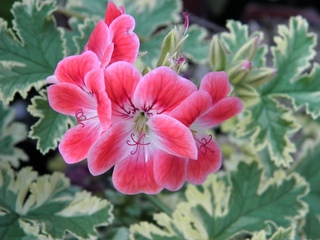 Varieta Phyllis; panašovaná pelargonie ze skupiny Unique s vonnými listy Phyllis; papelargonie ze skupiny Unique s vonnými listy