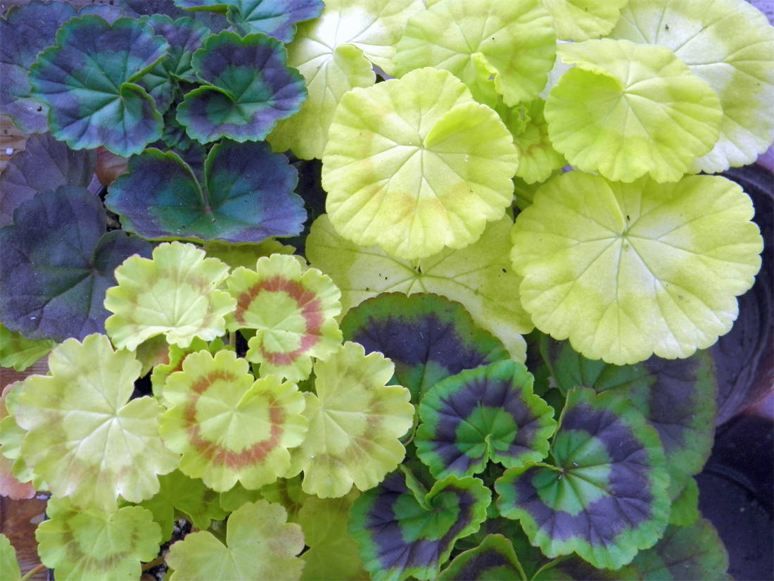 Porovnání zlatolistých a klasických zelenolistých pelargonií Zlatolisté a klasické zelenolisté pelargonie