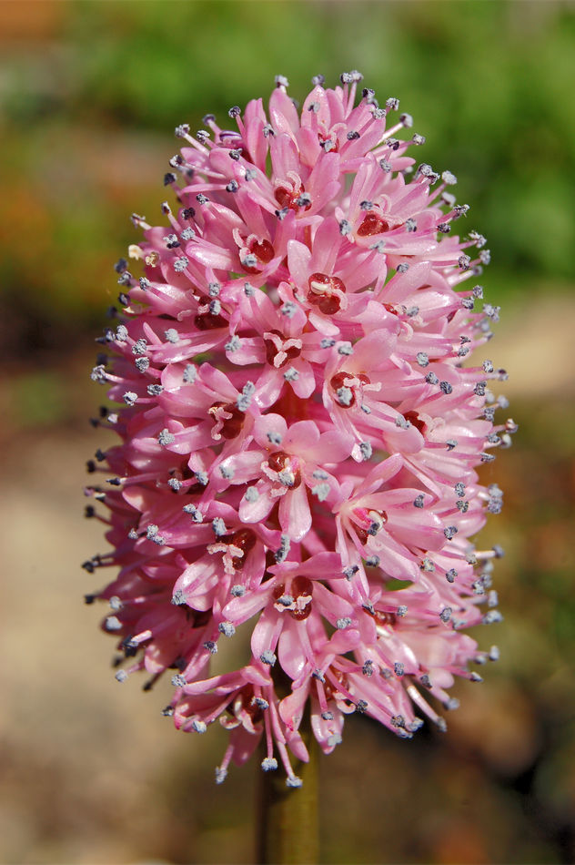 Květenství Helonias bullata narůstá postupně Květenství Helonias bullata narůstá postupně