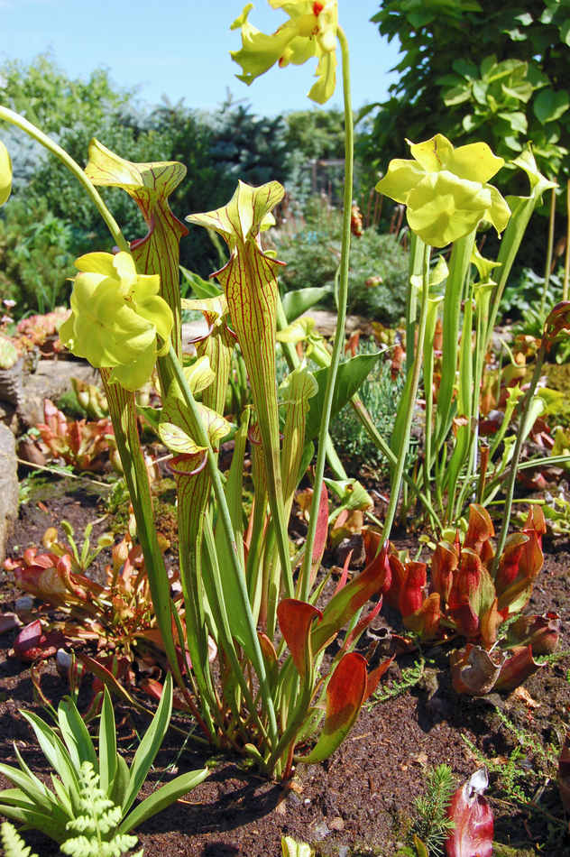 Vysoká špirlice Sarracenia oreophylla Vysoká špirlice Sarracenia oreophylla
