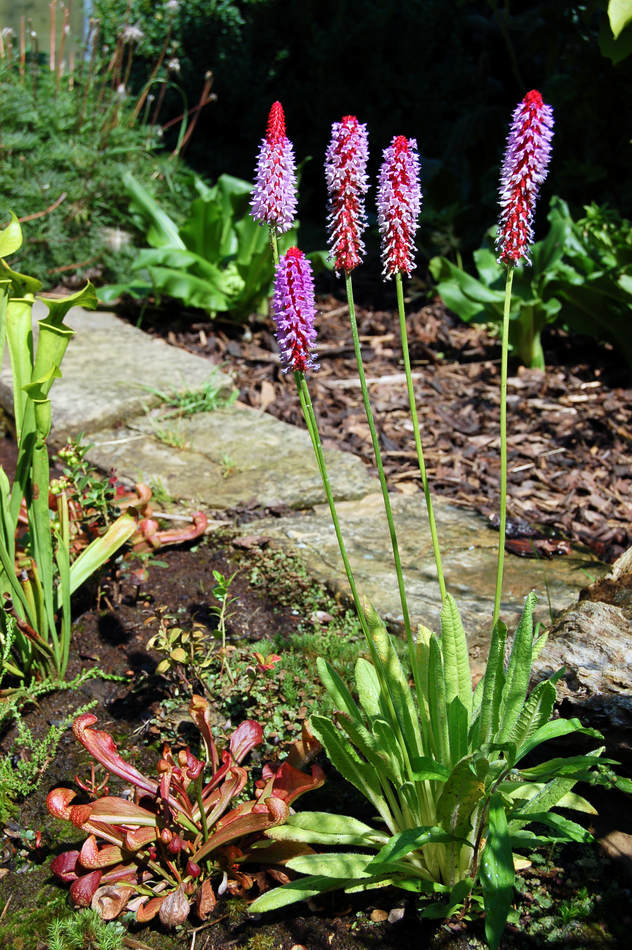 Špirlice Sarracenia psittacina a Primula vidalii Špirlice Sarracenia psittacina a Primula vidalii