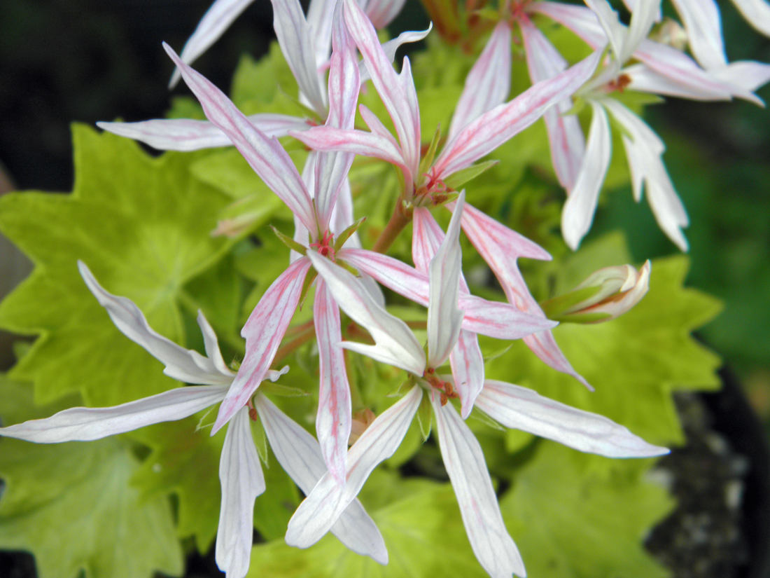 Alvestone; zlatolistá hvězdicovitá pelargonie Zlatolistá hvězdicovitá pelargonie