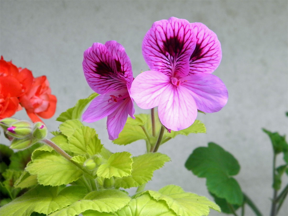 Pelargonium cucullatum Golden Petrei: zlatolistá forma botanické pelargonie Pelargonium cucullatum Golden Petrei