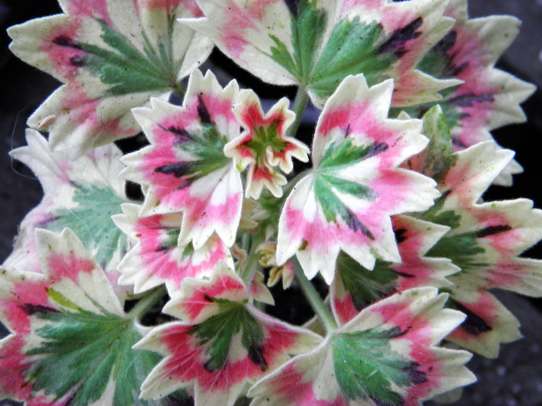 Jericho; hvězdicovitá pelargonie Jericho; hvězdicovitá pelargonie