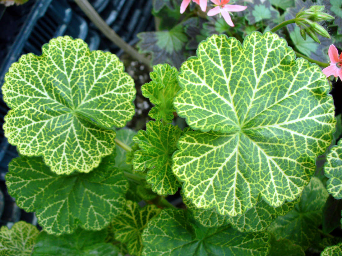 Wantirna; krokodýlí vzpřímená pelargonie Wantirna – krokodýlí pelargonie