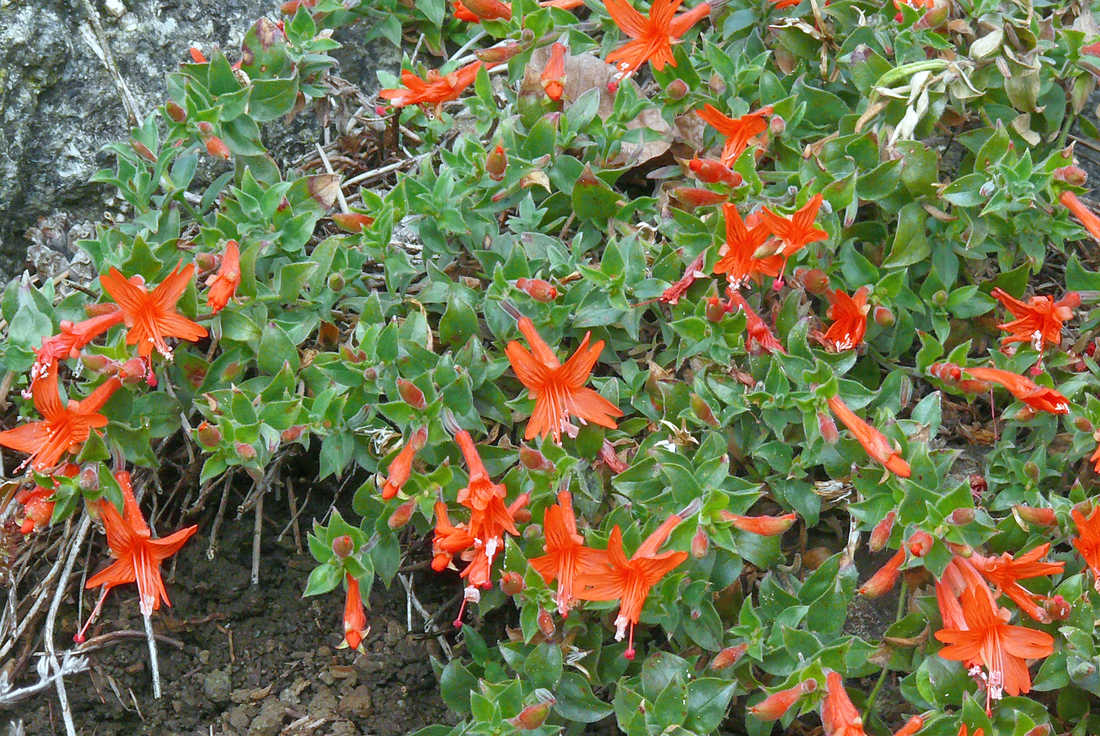 Zauschneria septentrionalis Zauschneria septentrionalis