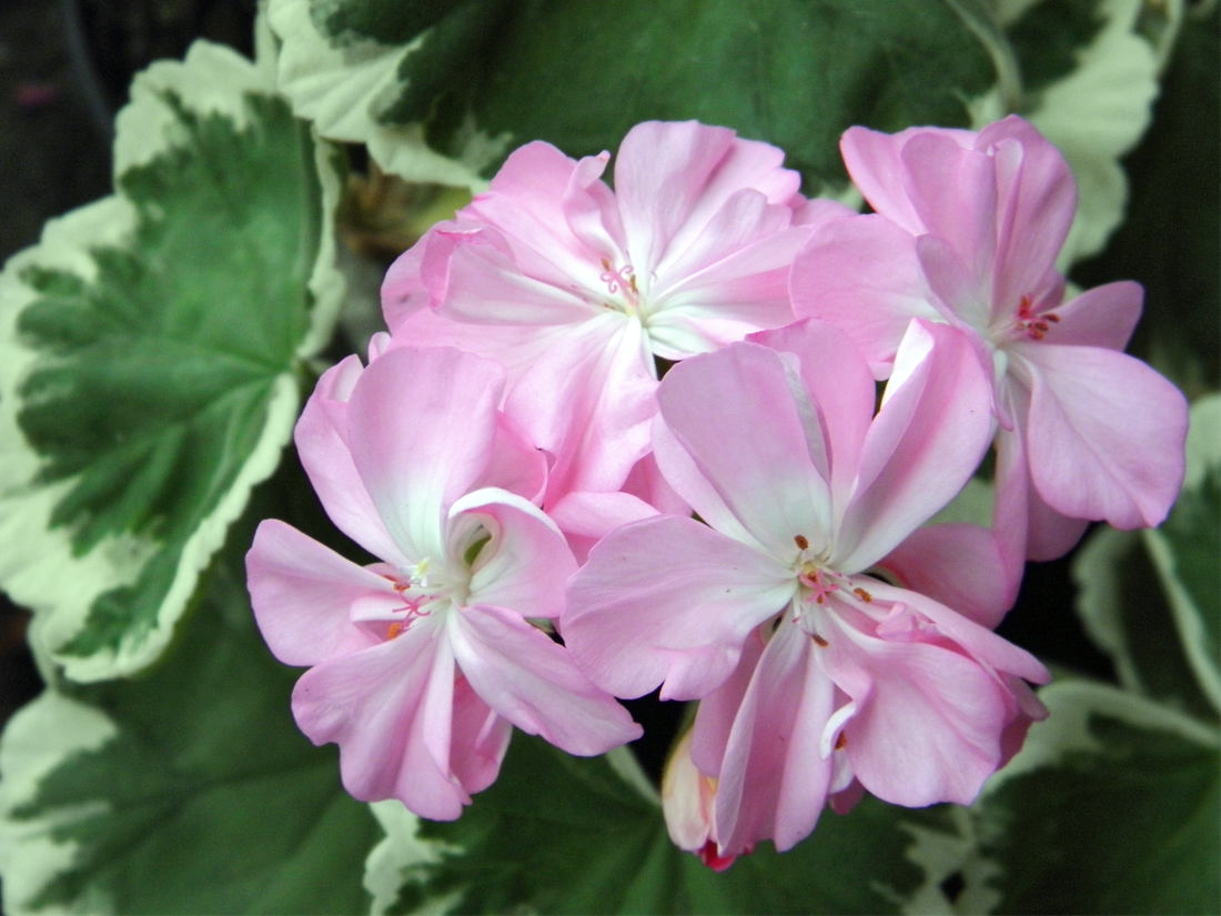 Chelsea Gem; vzpřímená pelargonie Chelsea Gem; vzpřímená pelargonie
