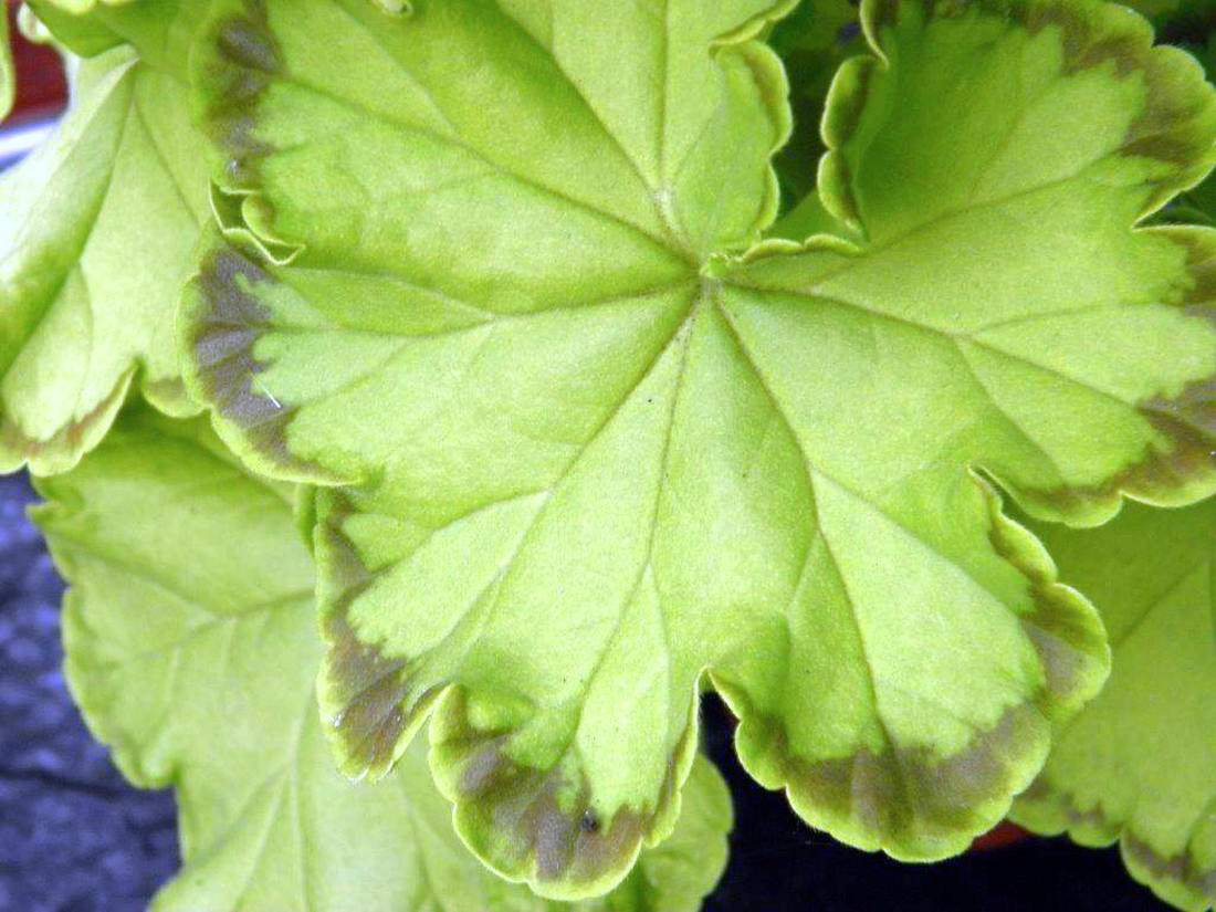 Petrei Lace Salmon; zlatolistá krajková vzpřímená pelargonie Petrei Lace Salmon; zlatolistá krajková pelargonie