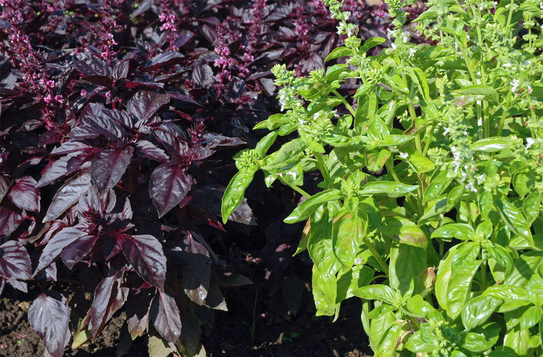 Kultivary bazalky Red Rubin a Lettuce Leaf, foto Jan Prášil Zelená a červená odrůda bazalky