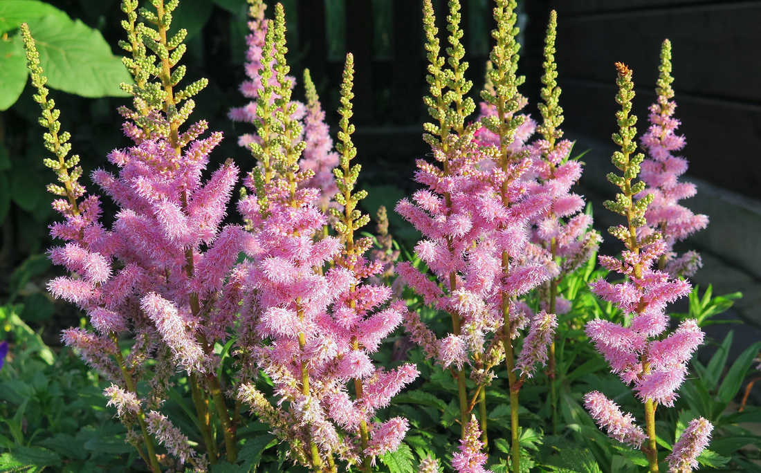 Čechrava; foto Shutterstock Čechrava, rozšířený hybrid astilbe x arendsii
