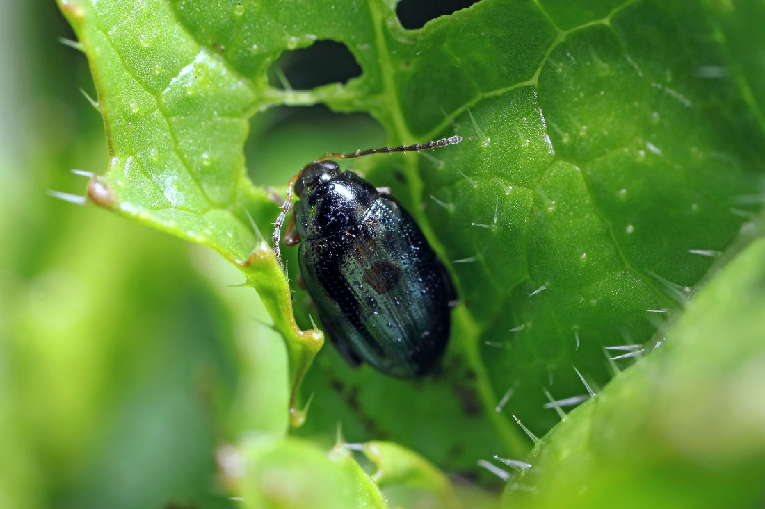 Psylliodes chrysocephala