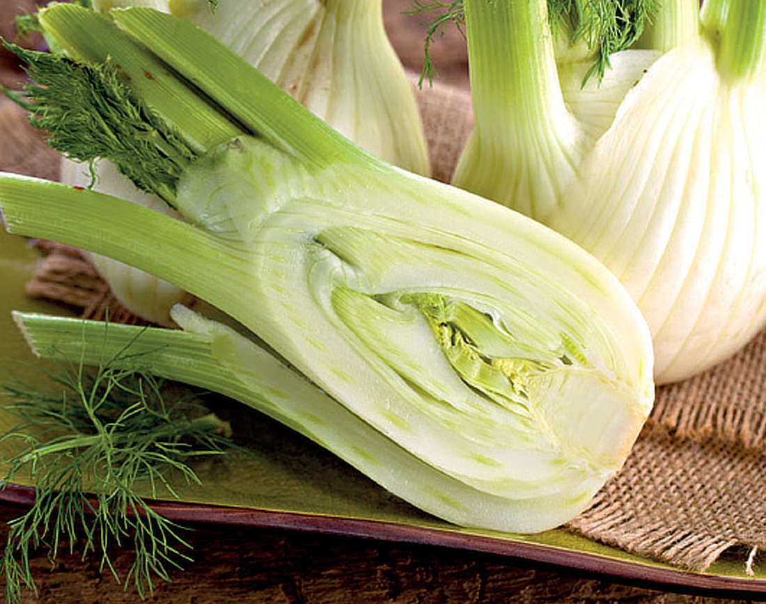 Fenykl sladký v řezu; foto Shutterstock