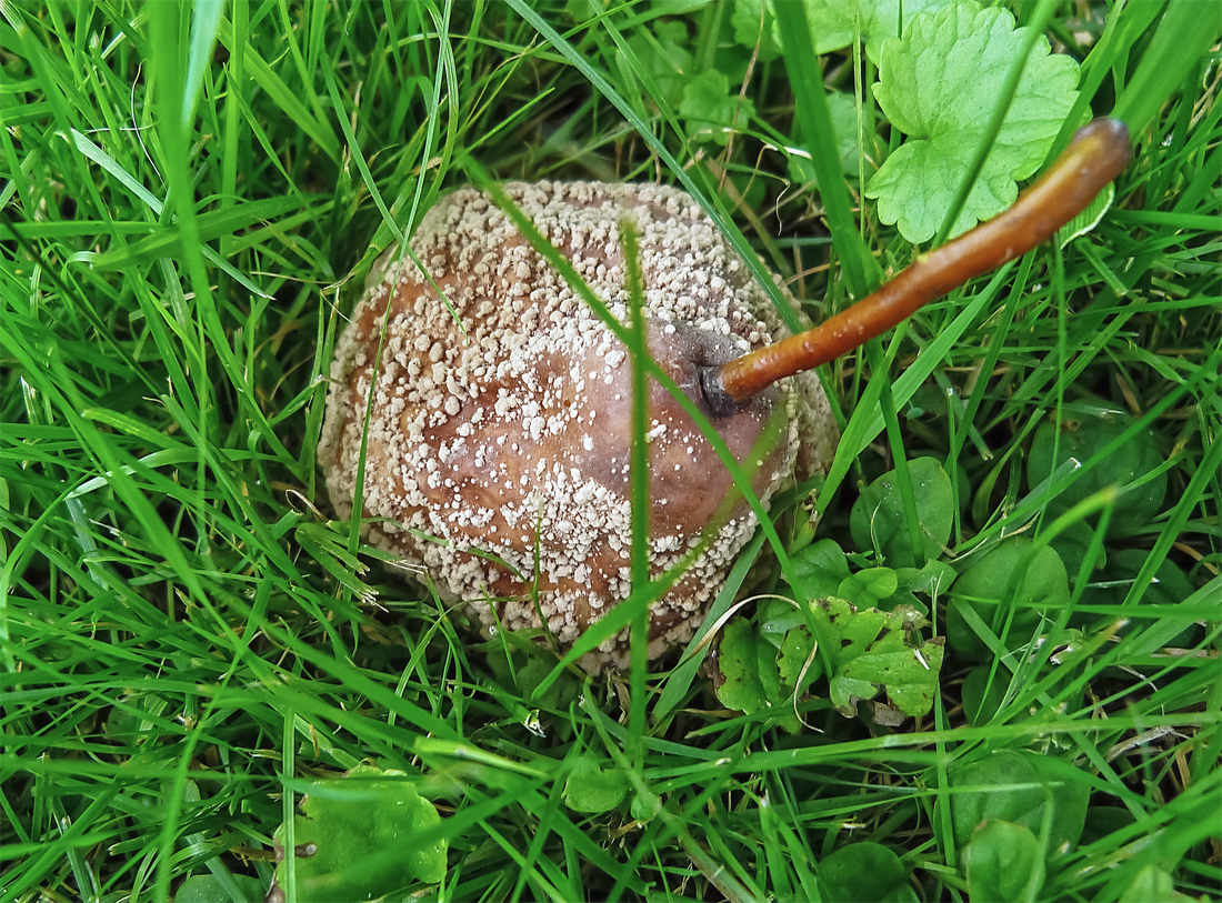 Padané ovoce pečlivě sbíráme, dozrávající sledujeme Padané ovoce pečlivě sbíráme, dozrávající sledujeme