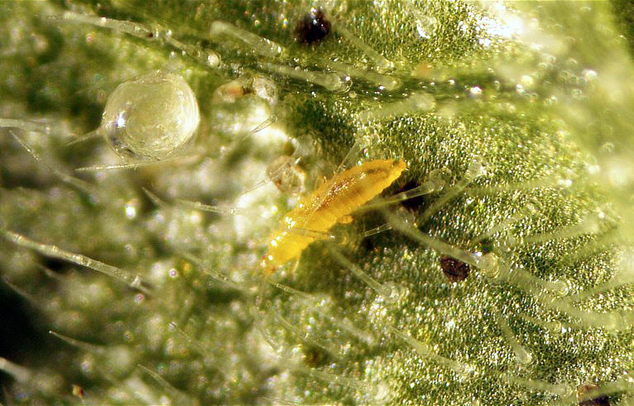 Larva třásněnky na listě ve velkém zvětšení; foto J. Kazda Třásněnka zahradní