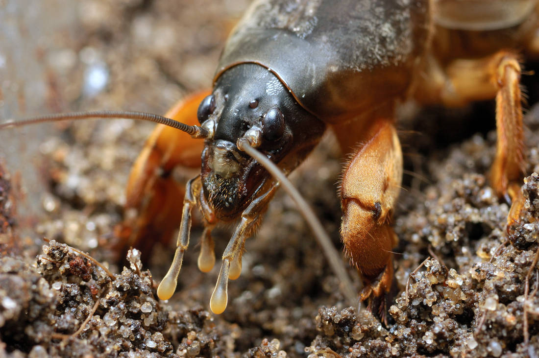 Gryllotalpa gryllotalpa