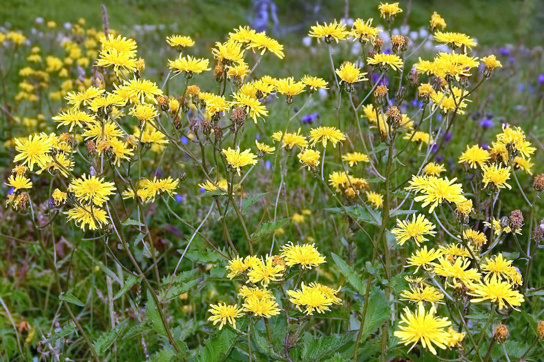 Mléč rolní (Sonchus arvensis); foto Shutterstock Mléč rolní