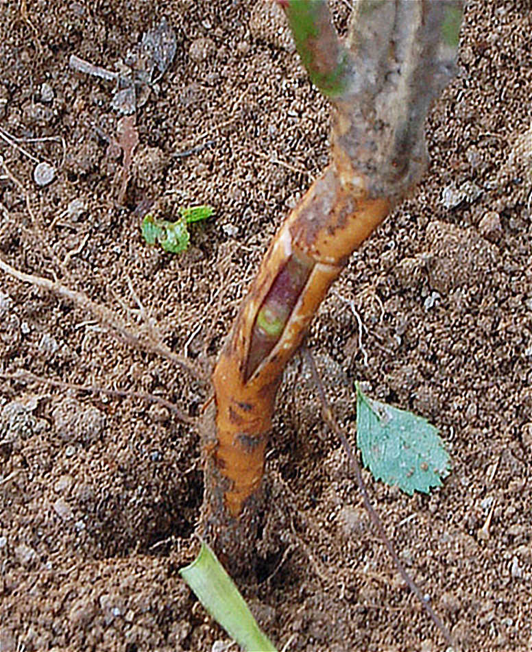 Očko pod kůrou krčku