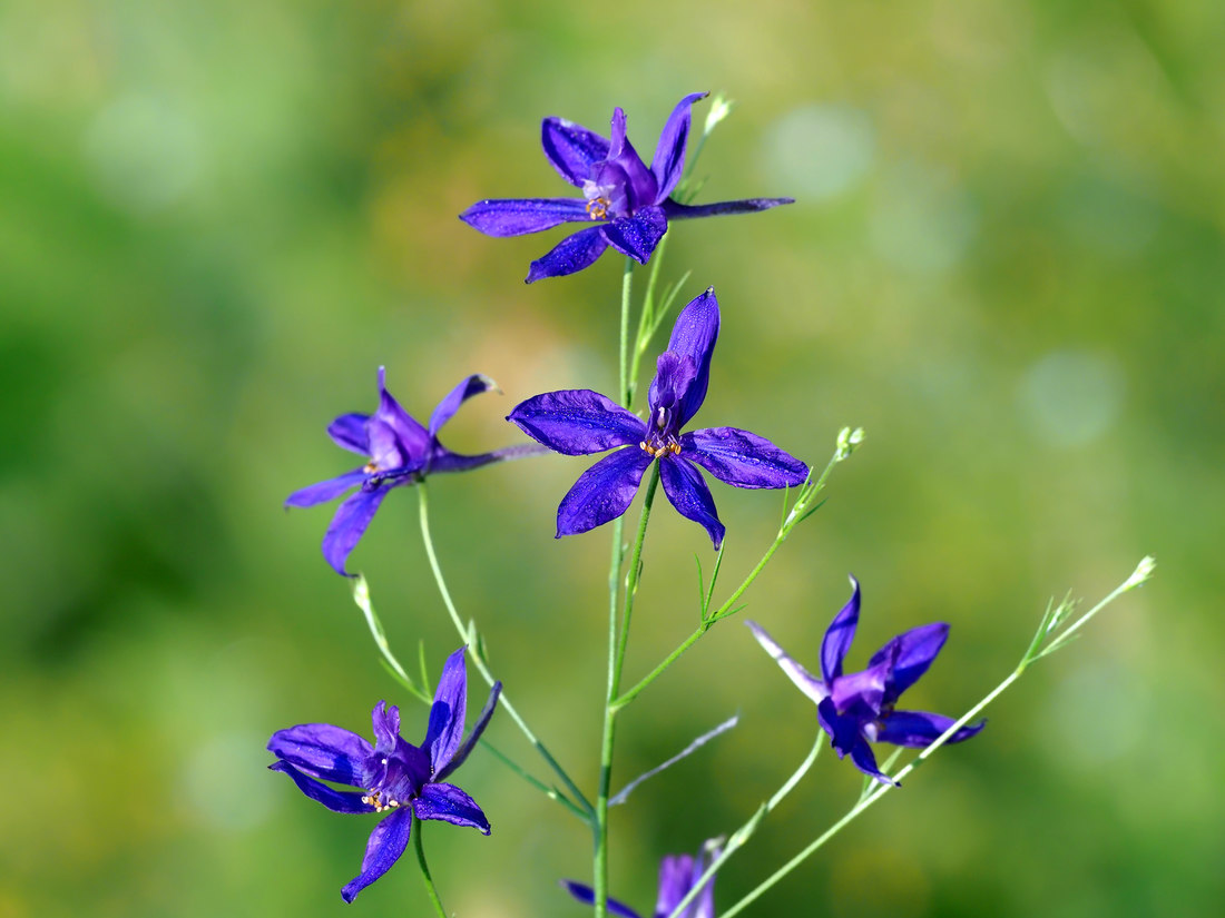 Ostrožka stračka (Consolida regalis); foto Shutterstock Ostrožka stračka latnatá