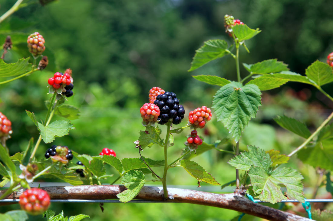 Ostružiník potřebuje oporu - například vodorovné dráty vedené ve třech výškách foto Shutterstock Ostružiník