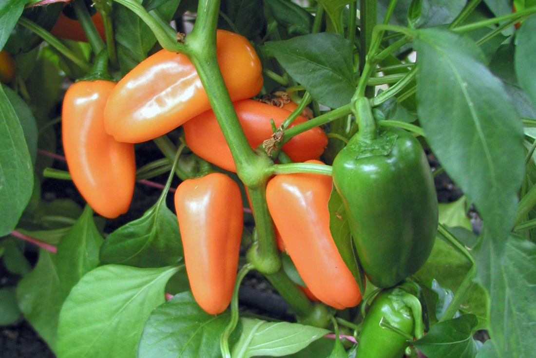 Paprika odrůdy Hamík Paprika Hamík