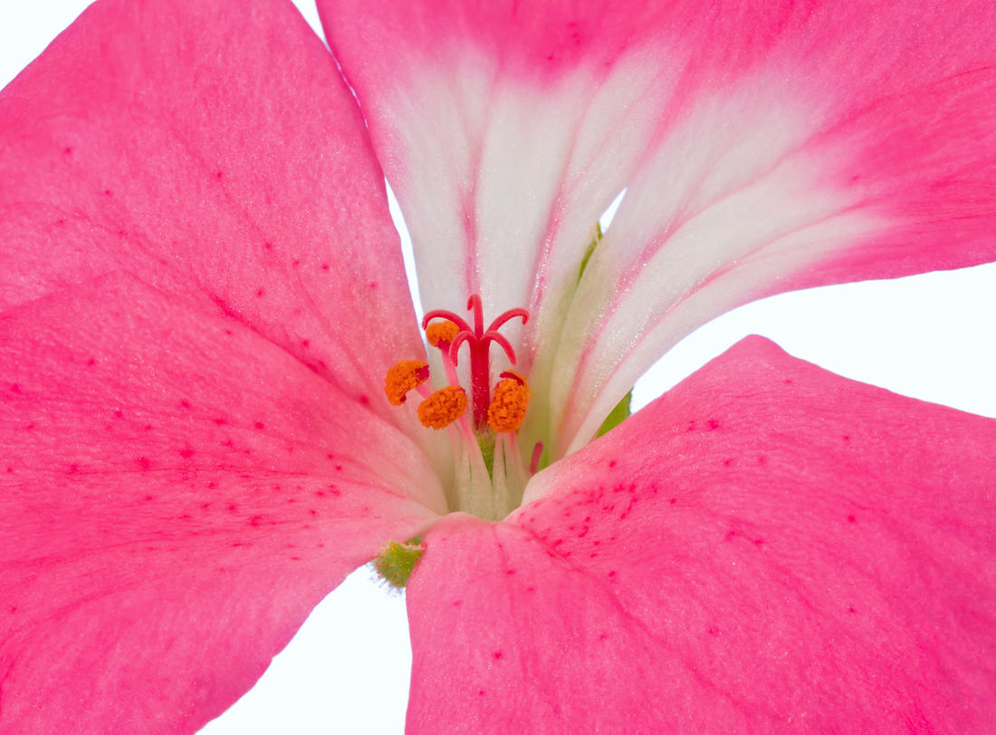 Co mají společné pelargonie, muškáty a čapí zobáky