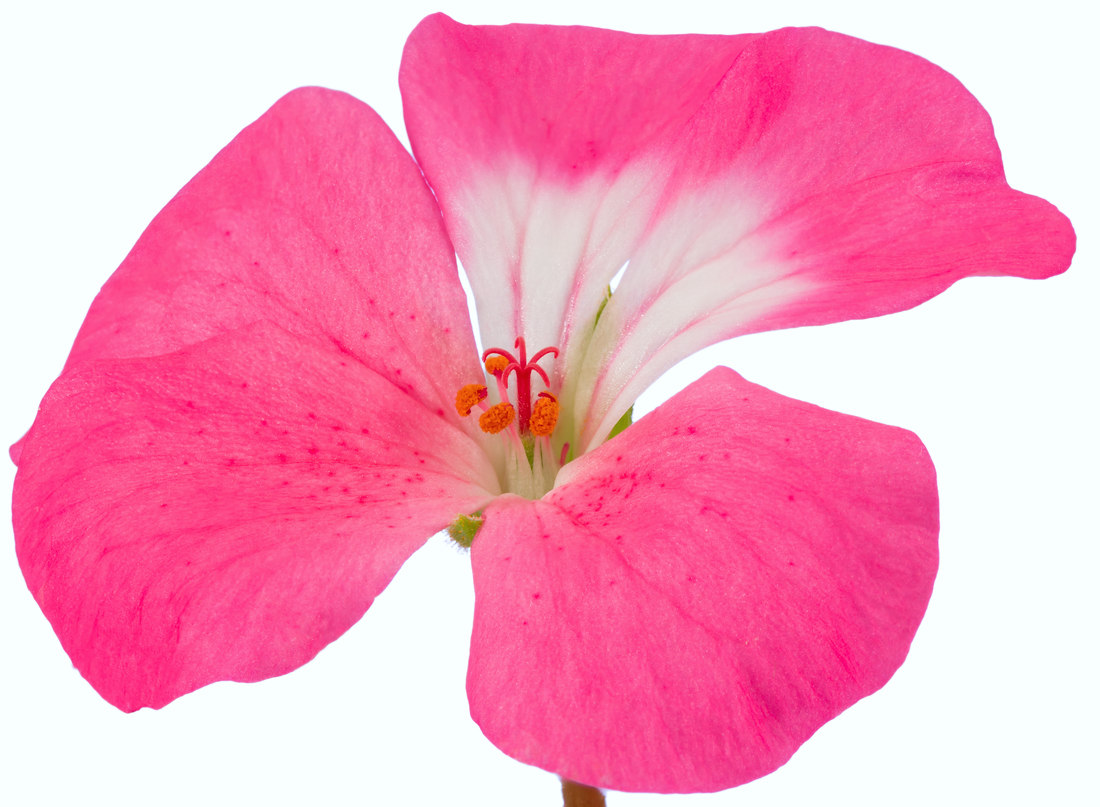 Květ pelargonie; foto Shutterstock Květ muškátu neboli čapího nůsku