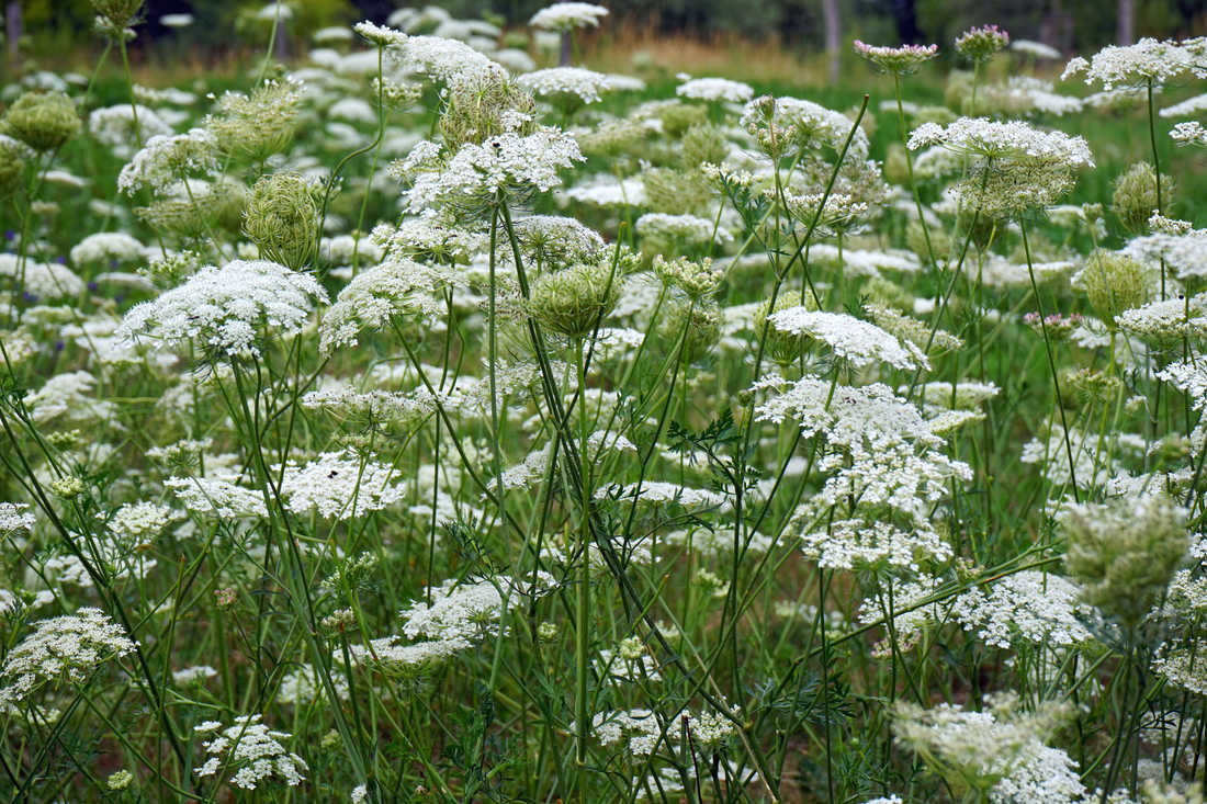 Mrkev obecná (Daucus carota); foto Shutterstock Mrkev obecná