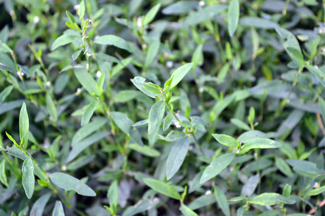 Truskavec ptačí = ptačí rdesno (Polygonum aviculare); foto Shutterstock Rdesno ptačí