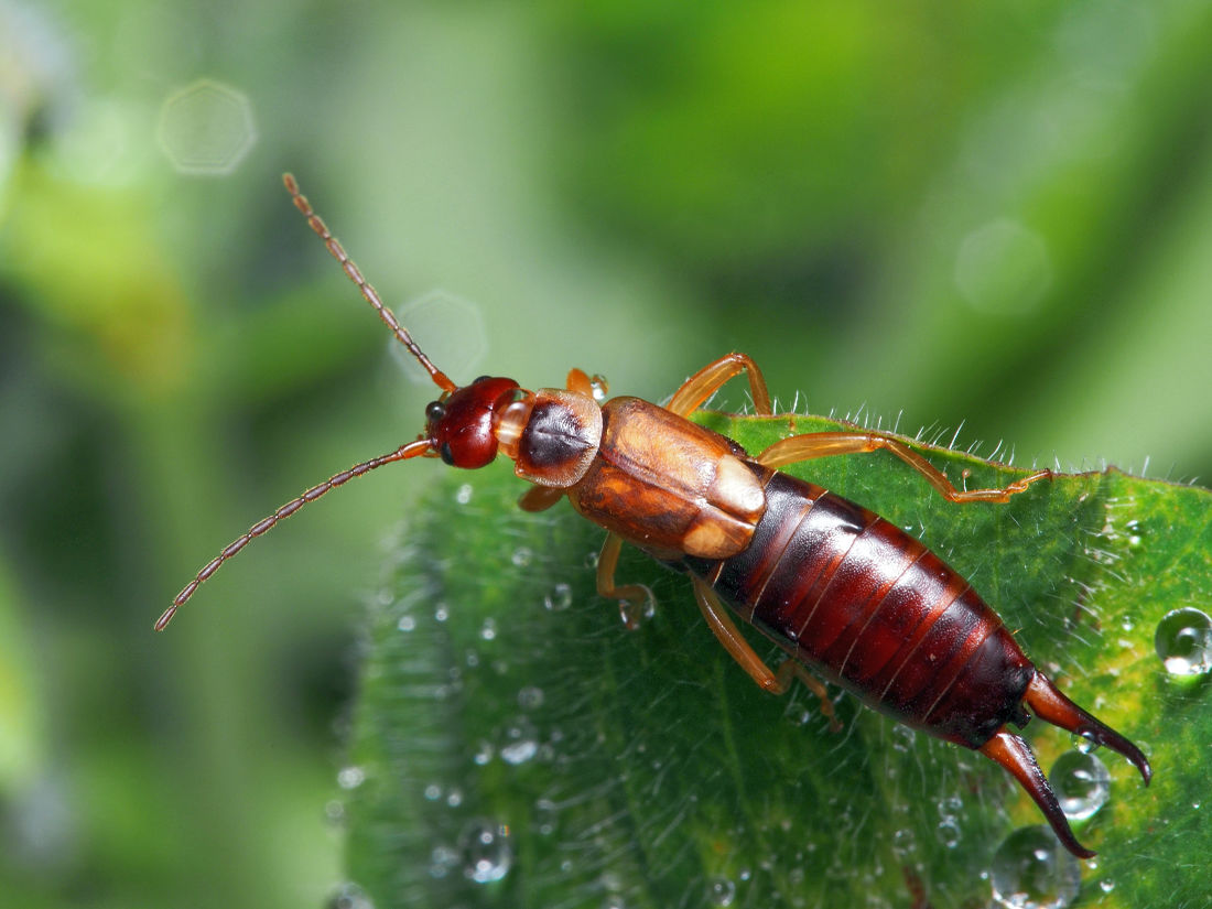 Škvor Forficula auricularia