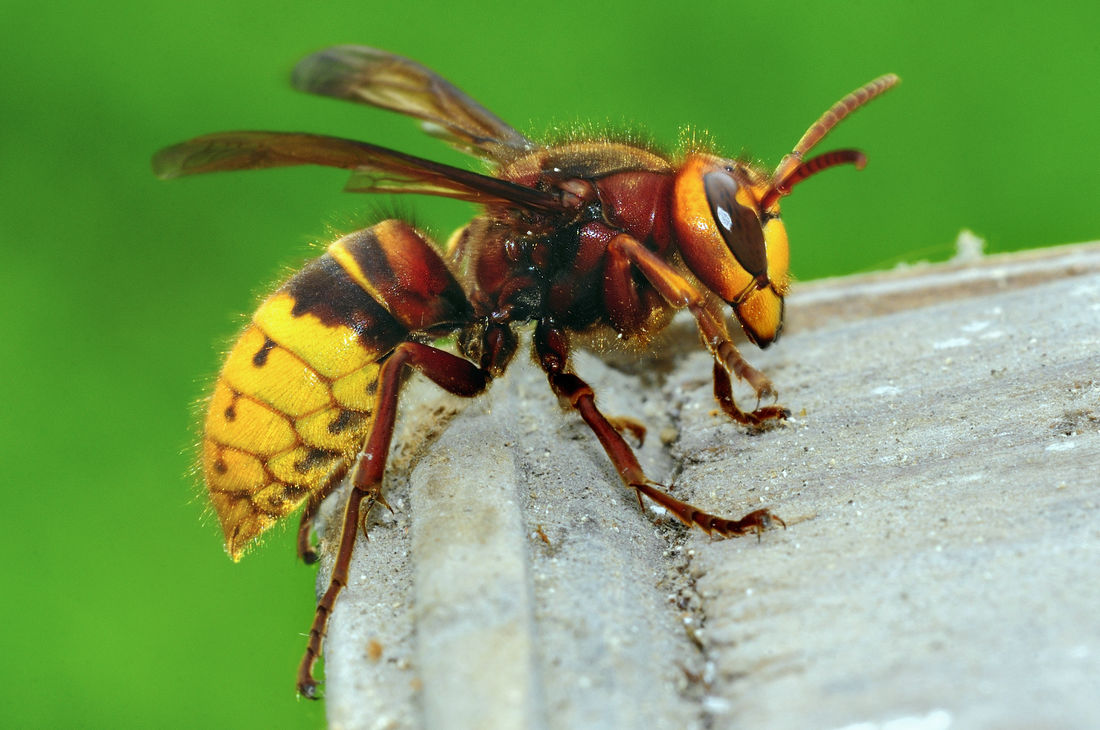 Sršeň Vespa crabro