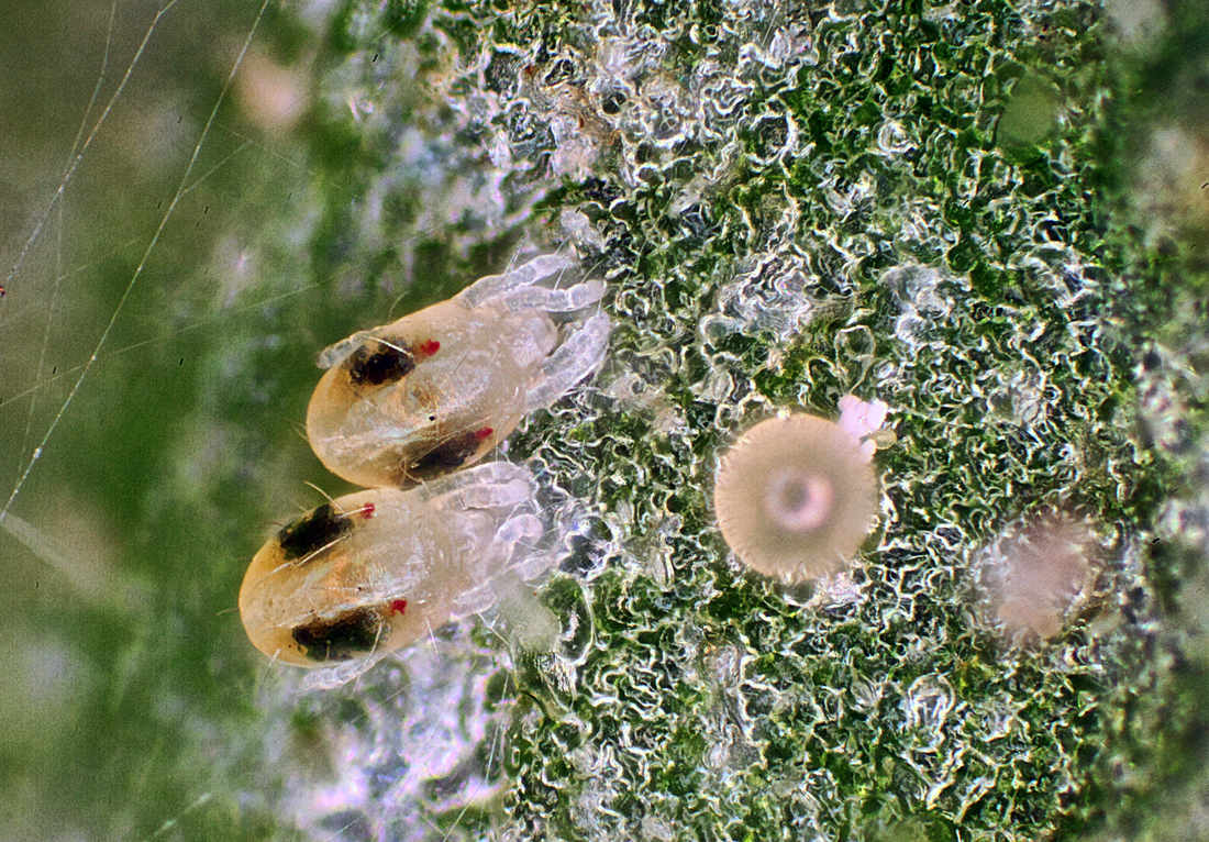 Larvy Tetranychus urticae pod lupou
