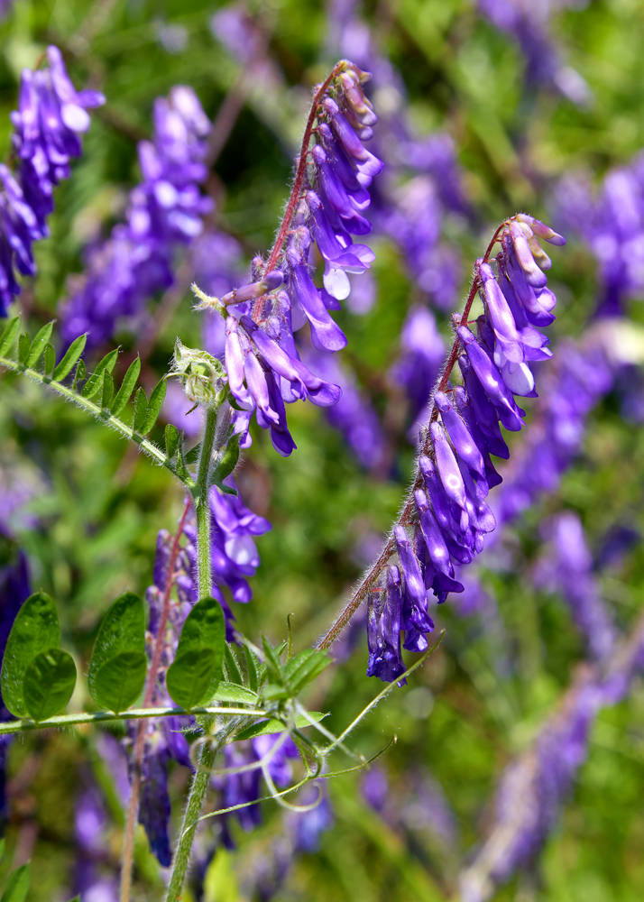 Vikev huňatá (Vicia villosa) Vikev huňatá (Vicia villosa)