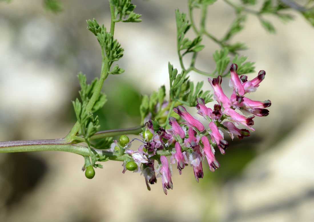 Zemědým lékařský (Fumaria officinalis); foto Shutterstock Zemědým lékařský