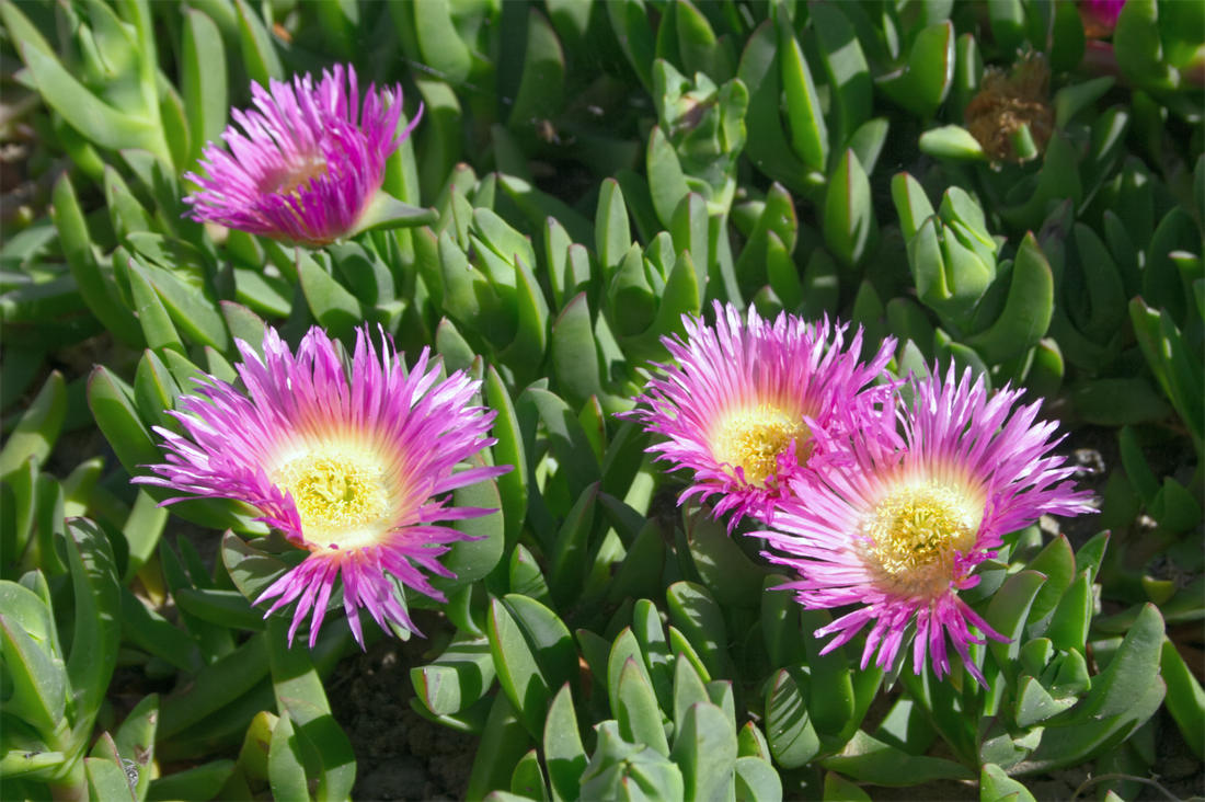 Carpobrotus acinaciformis, kráska ze Středozemí Carpobrotus acinaciformis, kráska ze Středozemí