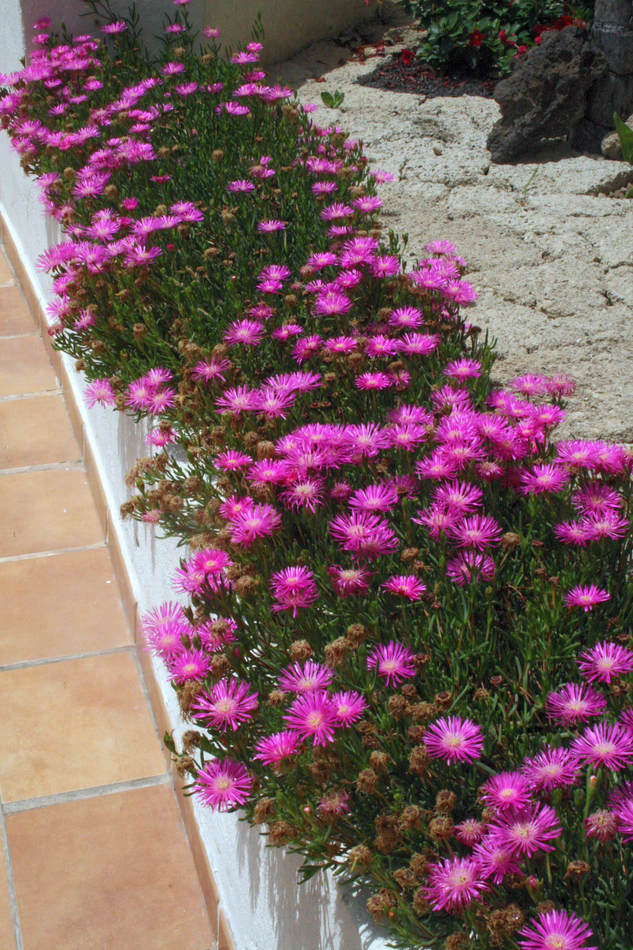 Lampranthus se hodí i do okenních truhlíků Lampranthus se hodí i do okenních truhlíků