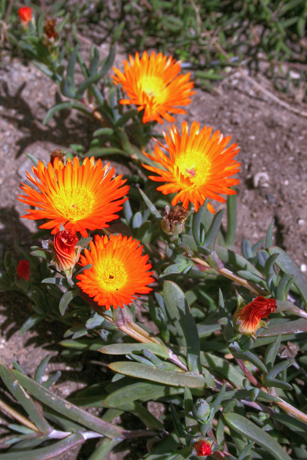 Různé barvy nabízí rod Lampranthus Různé barvy nabízí rod Lampranthus