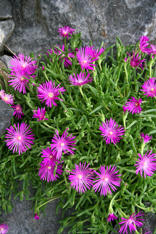 Delosperma cooperii Delosperma cooperii
