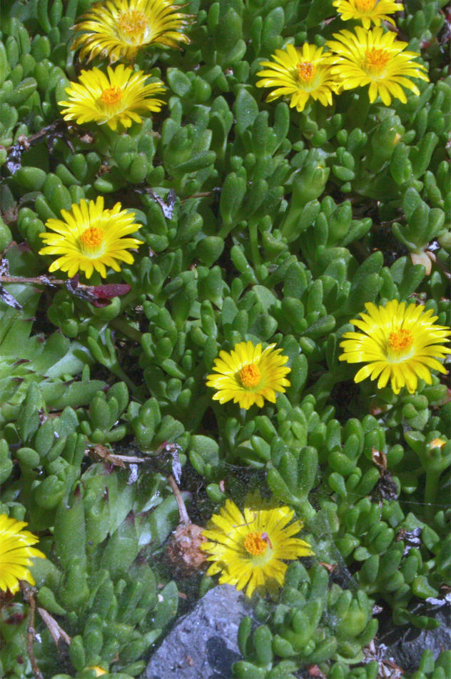 Delosperma nubigenum Delosperma nubigenum