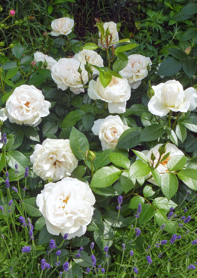 Lions Rose a sousedky Lions Rose a sousedky